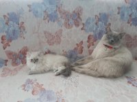 British Longhair Kedimiz Prenses