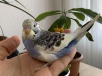 Öğretmenden Evde Beslenen Bakımlı Muhabbet Kuşları