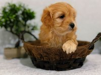 Küçük Kalan Büyümeyen Maltipoo Yavruları