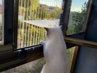 Blue Point Dişi Kedimiz