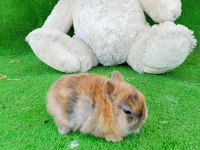 Cüce Tavşan Yavruları Gönderim Yapılır