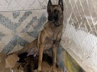 Belçika kurdu yavrular ırk sağlık garantili