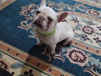 Lilac tan platinium french bulldog