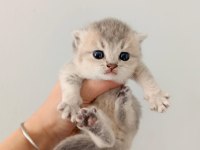 Scottish Fold Yavrularımız