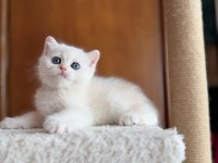 Mükemmel Kalite Silver As12 British Shorthair