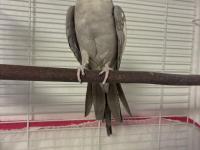 Çift Sultan Papağanı