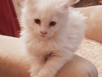 Maine Coon Yavru Kedimiz