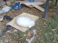 Hollanda Teddy Lop Tavşanı 8 Aylık