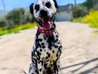 Dalmaçyalı yavru köpeklerimiz erkek ve dişi