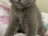 Oyuncu Ve Kaliteli British Shorthair Yavrular