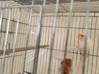 Boğa Gibi Sapasağlam Öten Kanarya