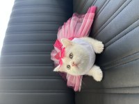 Orjinal Yüz Hatlarına Sahip Ayı Surat Top Kafa British Kedimiz