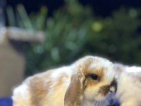 Hollanda, mini ve cüce tavşanlar her ile gönderilir