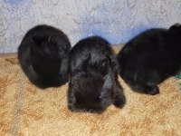 Hollanda Cüce Nedherland Dwarf Tavşan