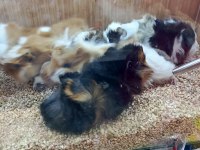 Guinea pigler veteriner teknikerinden