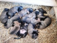 Yavru belçika kurtları