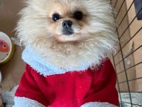 Sevimli Ayı Surat Pomeranian Boo