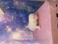 Scottish Fold Bebişler Sahiplerini Bekliyor