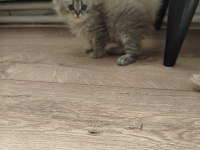 Mama Karşılığı Verilecek British Kediler