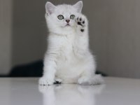 Full Şecereli Babadan Teslime Hazır Dişi Kedimiz