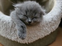 2 Aylık British Shorthair Bebekler