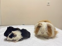 3 Haftalık Dişi Ginepig