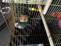 Takım Sevda Papağanı