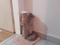 10 aylık scottish fold kedim