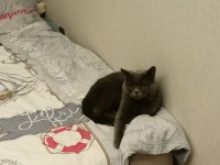 Sevimli İnsan Canlısı Uyumlu Erkek Kedi