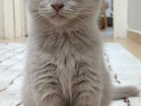 Scottish Fold Lilac