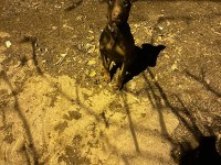 4.5 Aylık Erkek Kızıl Doberman