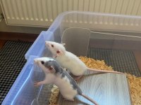 2 dişi 3 aylık dumbo rat sadece izmir içi elden teslim