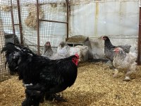 Black Blue Brahma Kuluçkalık Yumurta Ve Civciv