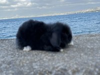 Safkan Evcil Tavşan Yavruları Her İle Gönderim Var