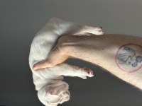 Yavru French Bulldog Köpekler