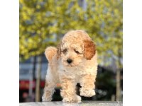 Toy Poodle Cinsi Sevimli Köpeklerim