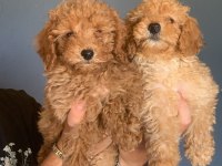 Burkem Ailesinden Muhteşem Poodle Yavruları