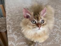 British Longhair Ny25 Black Golden Erkek Yavrumuza Yuva Arıyoruz