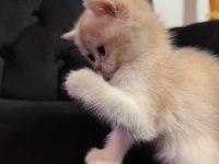 British Shorthair Prensese Yuva Arıyoruz