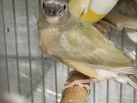 Goldian Finch Yavrular