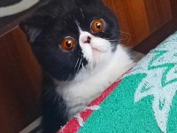 Cfa şecereli exotic shorthair dişi