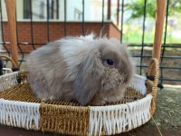 3 Aylık Hollanda Teddy Lop Takım Tavşanlar