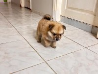 Pomeranian Spitz Yavrular