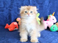 Sevimli scottish fold bebekler yeni yuvasını arıyor