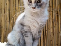 Maine Coon Türk - Mco Cattery