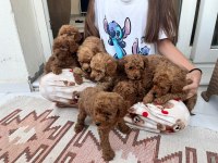 Toy poodle çikolata köpeklerim