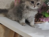 Erkek 55 günlük scottish fold yavru