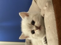 Safkan British Shorthair Yavrularımız