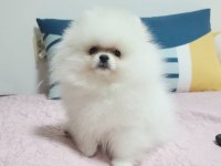 Teddy bear pomeranian yavruları