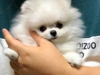 Teddy bear pomeranian yavruları